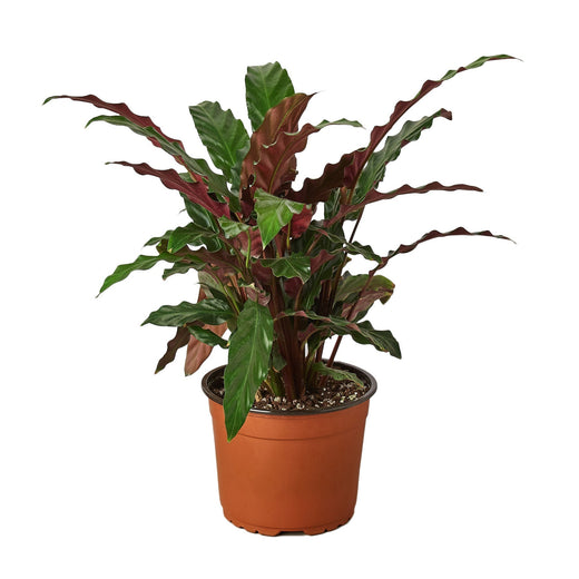 Calathea Rufibarba 'Furry Feather' — 6-Inch Pot