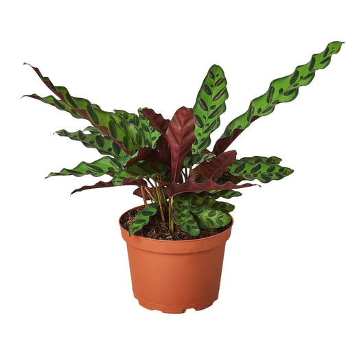 Calathea Lancifolia 'Rattlesnake' — 6-Inch Pot