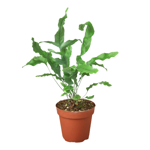 Fern 'Blue Star' — 4-Inch Pot