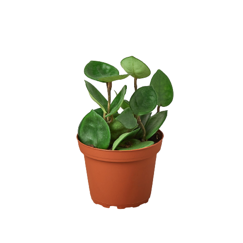 Hoya Carnosa 'Chelsea' — 4-Inch Pot