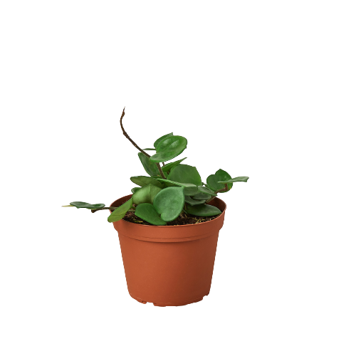 Hoya Carnosa 'Chelsea' — 6-Inch Pot