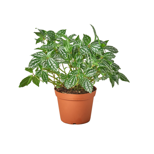Pilea 'Aluminum' — 6-Inch Pot