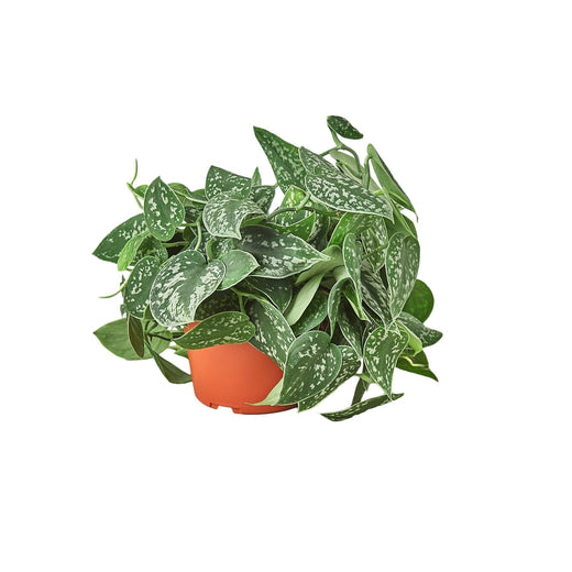 Pothos 'Satin' — 6-Inch Pot