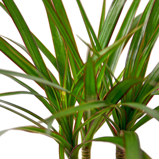 Dracaena Marginata Cane — 6-Inch Pot