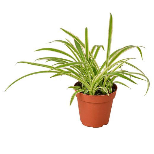 Spider Plant Reverse — 4-Inch Pot