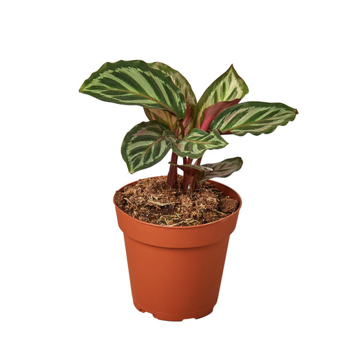 Calathea 'Peacock' — 4-Inch Pot