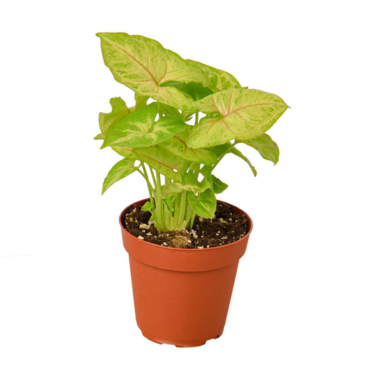 Golden Syngonium — Lime Arrowhead Plant
