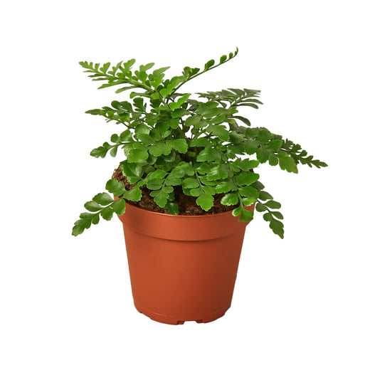 Austral Gem Fern — 4-Inch Pot
