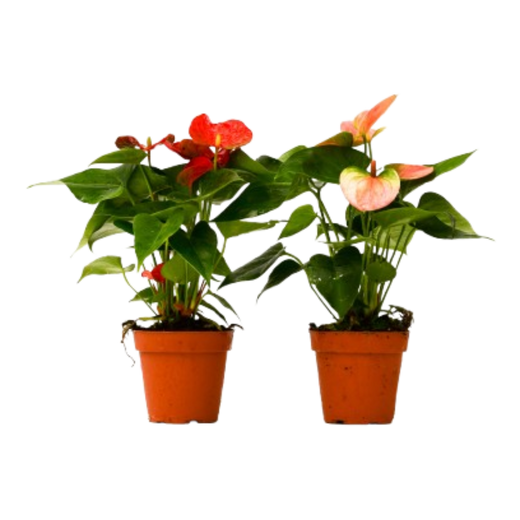 Anthurium Variety Pack — 4-Inch Pots — 2-Plant Set