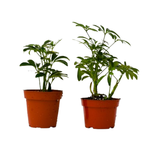 Different Schefflera Plants Variety Pack — 4-Inch Pot — 2-Plant Set