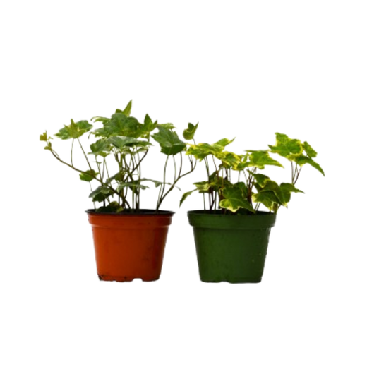 English Ivy Variety Pack — 4-Inch Pot — 2-Plant Set