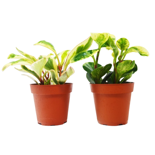 Peperomia Duo — Two Pet-Friendly Houseplants