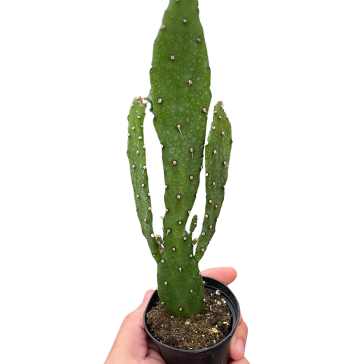 Drooping Prickly Pear Cactus