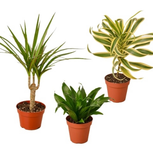 Different Dracaenas Variety Pack — 4-Inch Pot — 3-Plant Set