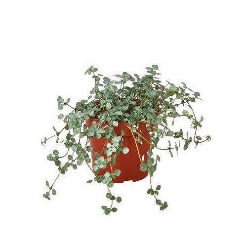 Nettle 'Silver Sparkle' — 4-Inch Pot