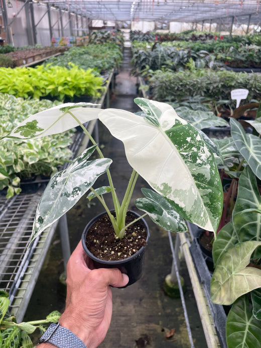 Alocasia Micholitziana 'Frydek' Variegated — 4-Inch Pot
