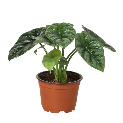 Alocasia 'Mirror Face' — 4-Inch Pot
