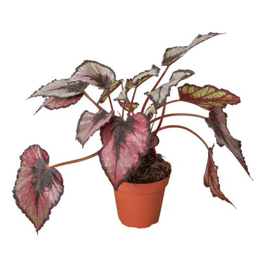 Begonia 'Rex' — 4-Inch Pot