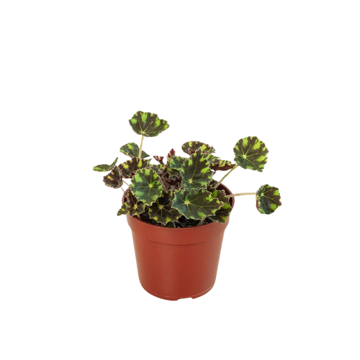 Begonia Tiger Paws — 4-Inch Pot