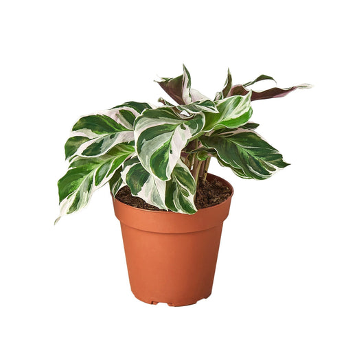 Calathea 'White Fusion' — 6-Inch Pot