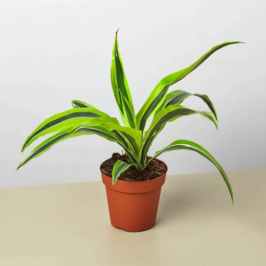 Lemon Lime Dracaena — Bright Easy-Care Plant