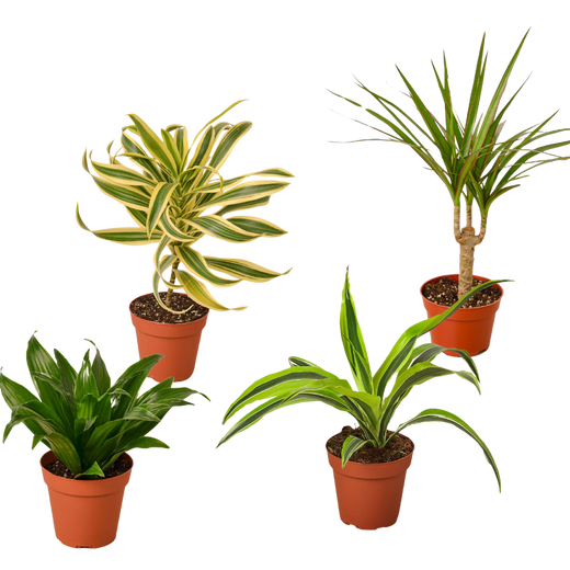 Different Dracaenas Variety Pack - Live House Plant — 4-Inch Pot — 4-Plant Set