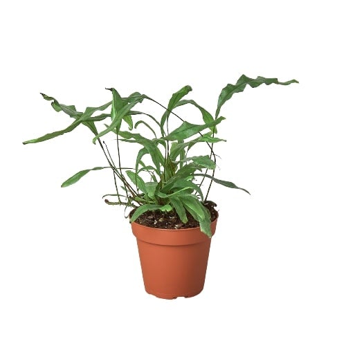 Fern 'Kangaroo Paw' — 4-Inch Pot