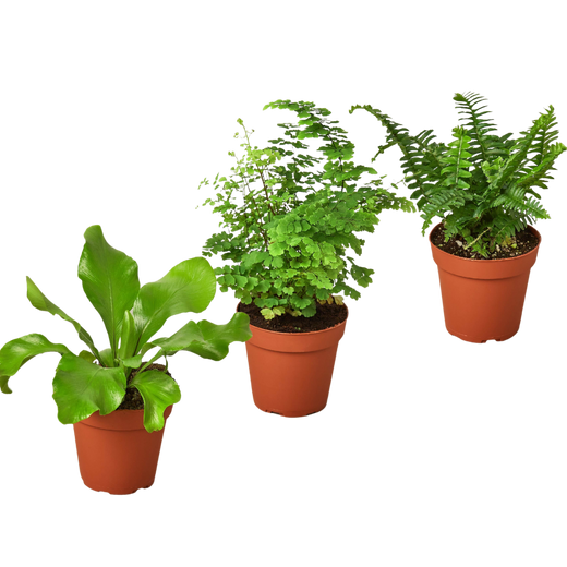 Fern Variety Pack - Live Plants — 4-Inch Pot - House Plant — 3-Plant Set
