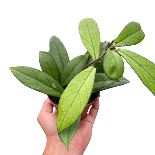 Hoya Crassipetiolata — Veined Wax Plant