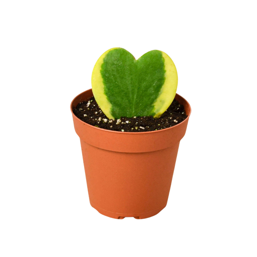 Variegated Sweetheart Hoya — Heart-Leaf Plant