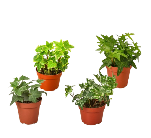 4 Different English Ivy Plants — 4-Inch Pots - Live House Plant