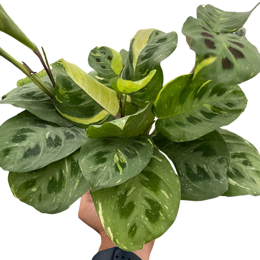 Beauty Kim Prayer Plant — Variegated Maranta