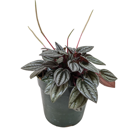 Peperomia 'San Marino'