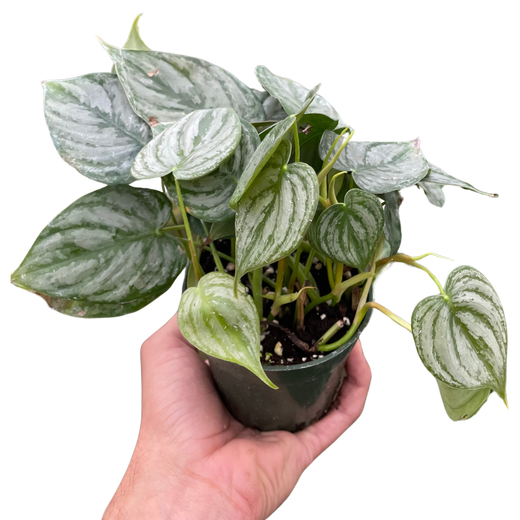 Philodendron Brandi — Silver-Leaf Climbing Plant