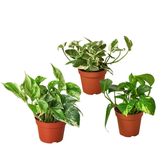 Pothos Trio — Three Easy-Care Houseplants