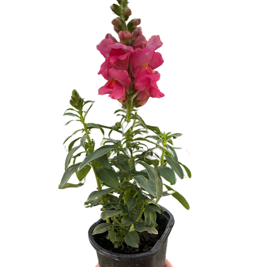 SnapDragon