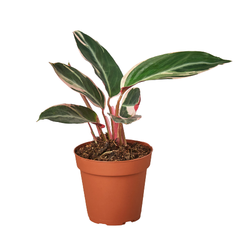 Stromanthe Triostar — 4-Inch Pot