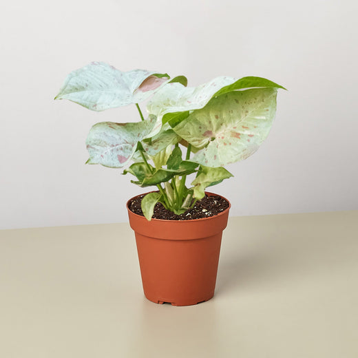 Milk Confetti Syngonium — Pink-Speckled Plant