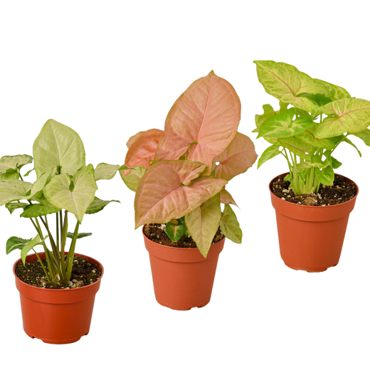 3 Different Syngonium Plants - Arrowhead Plants / 4" Pot