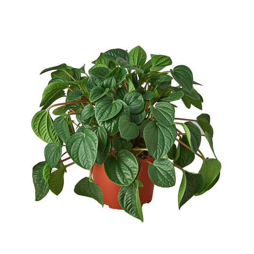 Peperomia 'Rana Verde' — 6-Inch Pot
