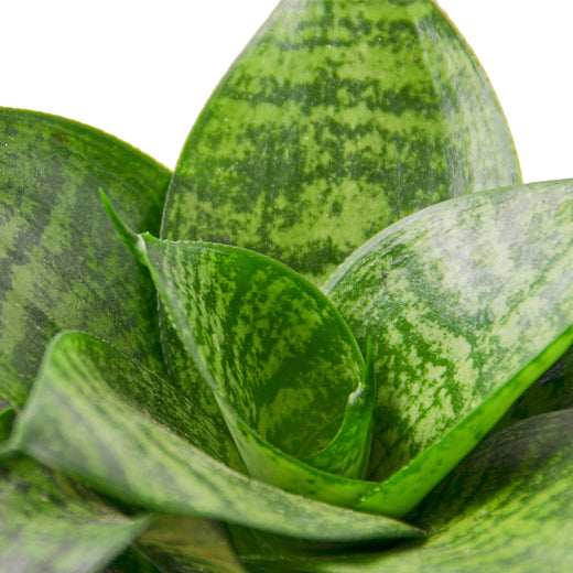 Snake Plant Black Robusta — 6-Inch Pot