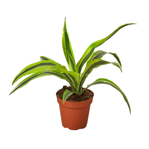 Dracaena Deremensis 'Lemon Lime' — 4-Inch Pot