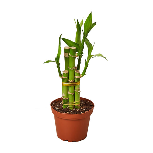 Dracaena 'Lucky Bamboo' — 4-Inch Pot