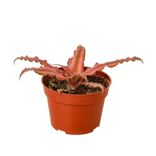 Cryptanthus 'Pink Star' — 4-Inch Pot