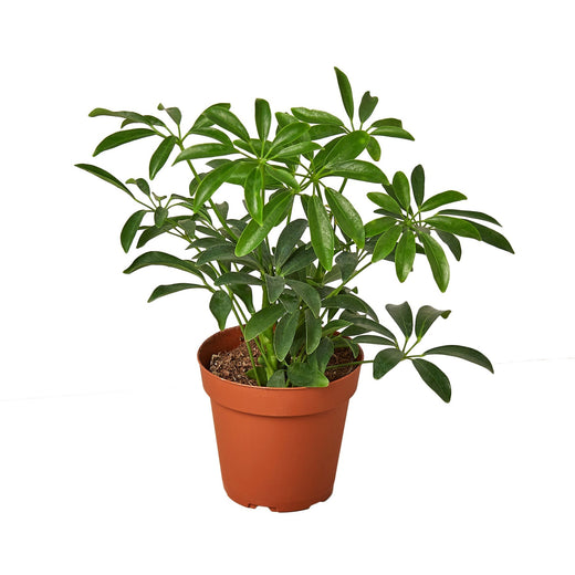 Schefflera Arboricola 'Umbrella' — 4-Inch Pot