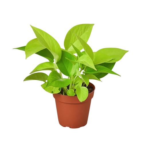 Neon Pothos — Bright Chartreuse Vine