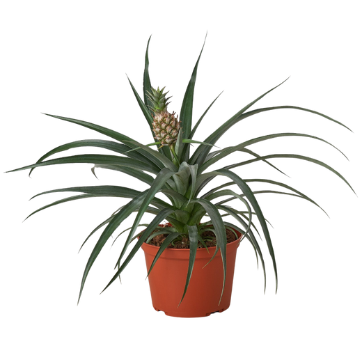 Bromeliad 'Yellow Pineapple' — 6-Inch Pot