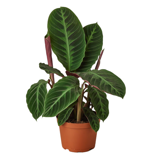 Calathea 'Warscewiczii' — 6-Inch Pot