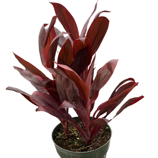 Cordyline 'Calypso Queen'