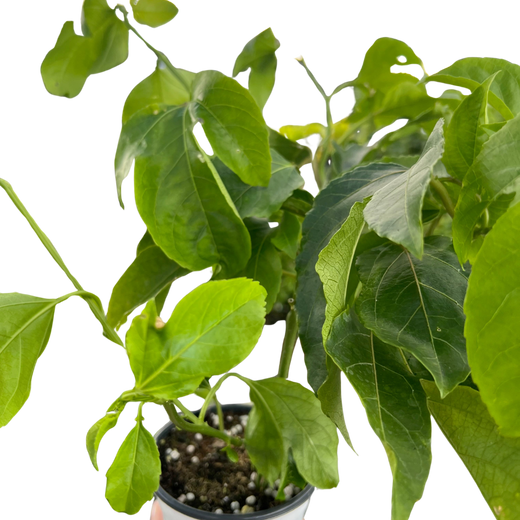 ED Passion Fruit